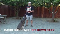 basic-dog-obedience-training-sit-stay-and-down
