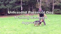 german-shepherd-dog-training-and-mastering-the-art-of-attention-in-only-1-week--youtube