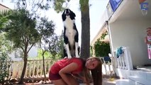 Adorable Dog Can Do Impressive Stunts