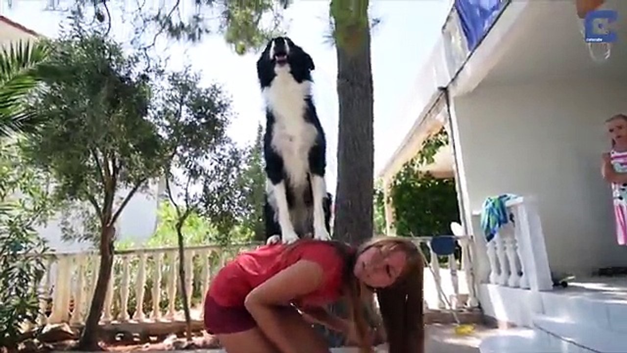 Adorable Dog Can Do Impressive Stunts