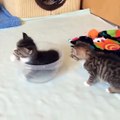 pequeños gatitos demaciada dulsura
