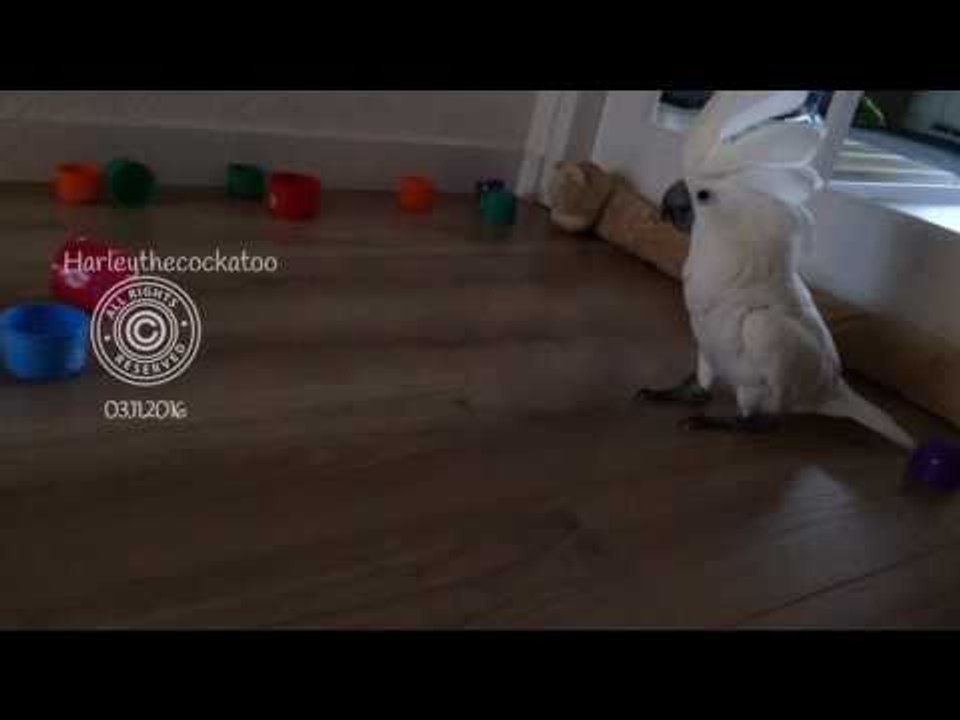 Confident Cockatoo Defeats Colorful Cups