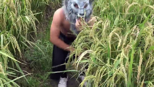 Spiderman and Frozen Elsa RACING CARS vs Joker and Catwomen Play Family Fun HD MV4