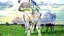 أكبر و أضخم سلالة بقر في العالم !!! البقرة البلجيكية العملاقة من عجائب عالم الحيوان سبحان الله