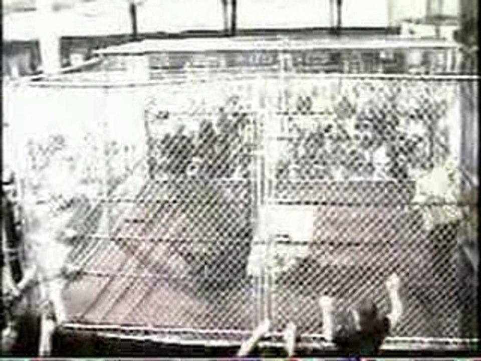 OMG!!!! CZW Ric Blade does a 450 from top of cage