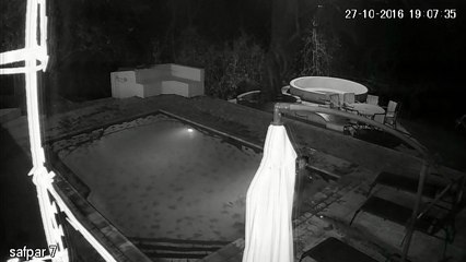 Un crocodile attaque des touristes dans une piscine