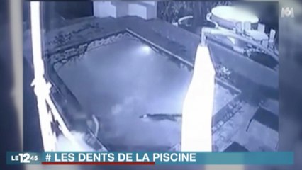 Zap Actu du 04 Novembre 2016 -  Attaque de crocodile dans une piscine !
