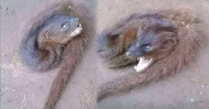 Snake Like Dead Bodies Eater Animal found in Hyderabad Graveyard