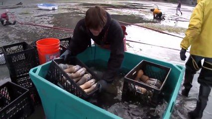 california seafood - Catching and processing geoduck