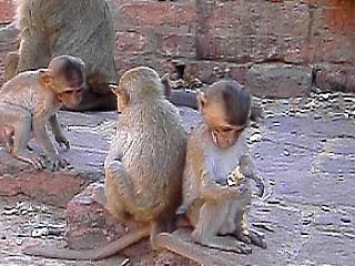 Singes de Lopburi