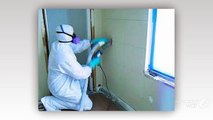 Various Benefits of Hiring a Professional Mold Removal Company
