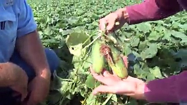 Field to jar. Best Maid Pickles are all Texas. And on Bryan Curry’s farm, those cucumbers are kind of a big ‘dill.’