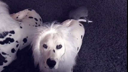 Kitten reacts to Dalmatians dressed as lions for Halloween