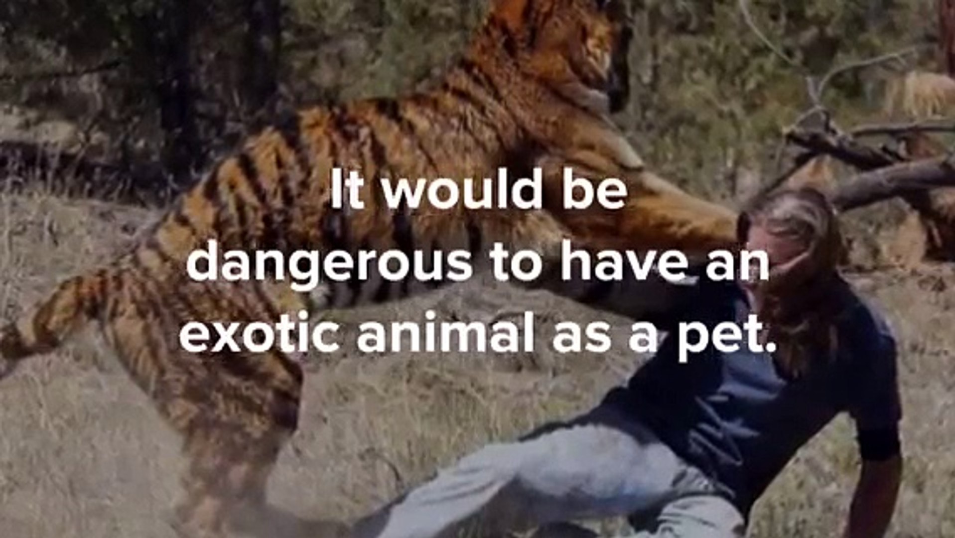 Should Exotic Animals be pets?