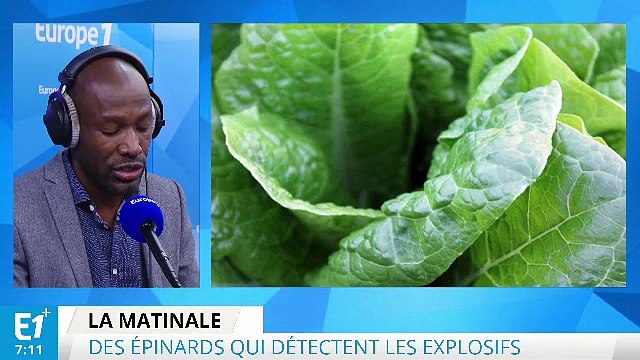 Des épinards détecteurs d'explosifs