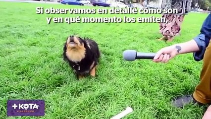 +KOTA- Qué significa el ladrido de los perros