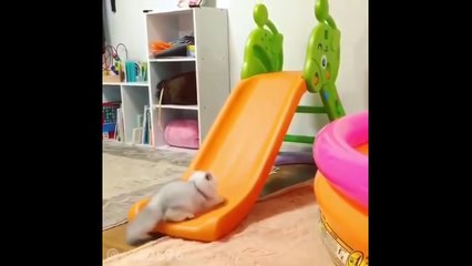 Funny Cats Compilation - Funny Cats Videos Try Not To Laugh #1 - Dailymotion