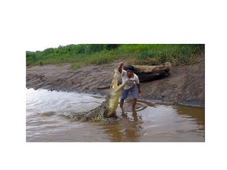 Le crocodile le plus dangereux du Monde - Crocodile du Nil