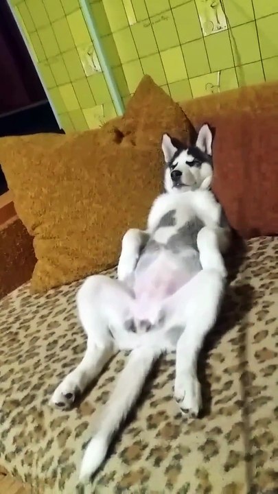 Tranquille le chien... Relax