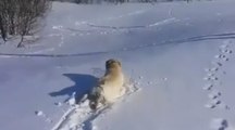 Ce chien adore la neige et nous fait de belles glissades !
