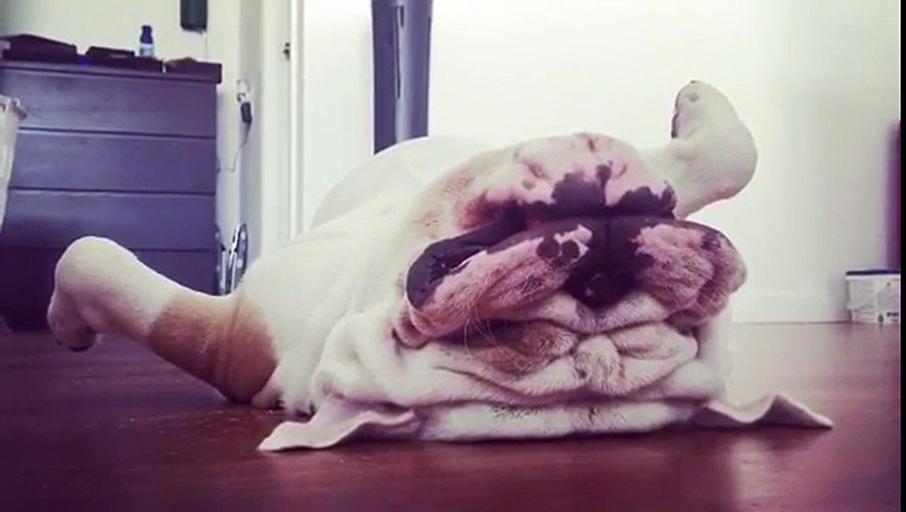 Vous n'en croirez pas vos yeux, ce chien dort les pattes en l'air