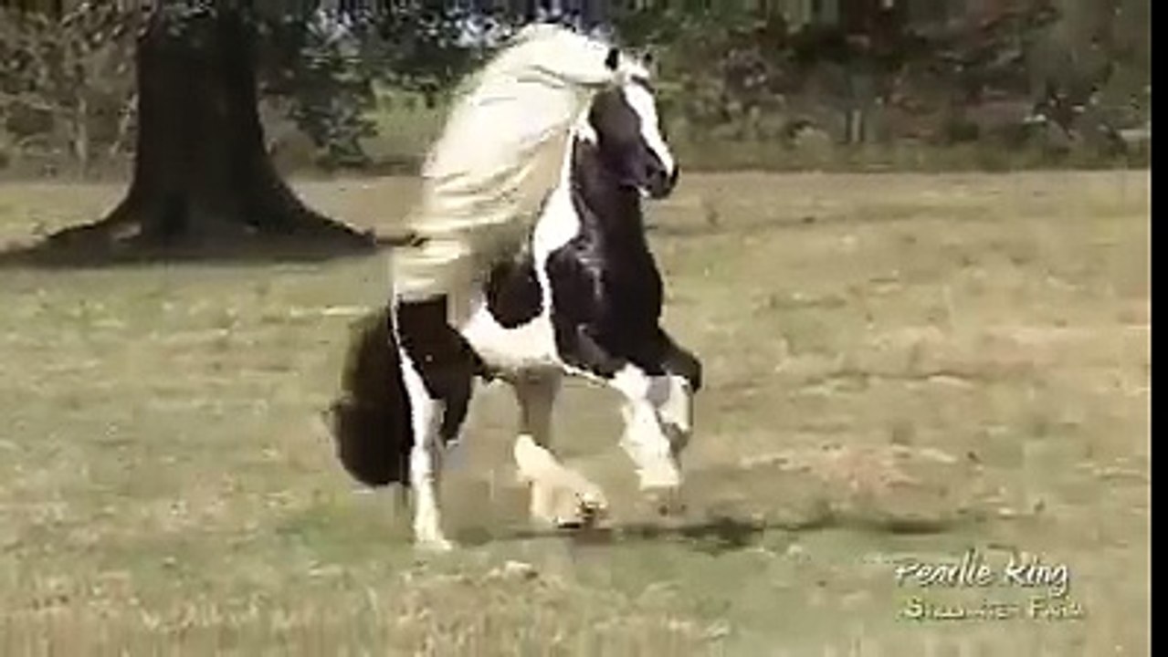 ایڈمن ابوبکرصدیق نون واہ گھوڑا واہ