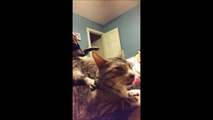Moment tendresse entre un chat et un raton laveur