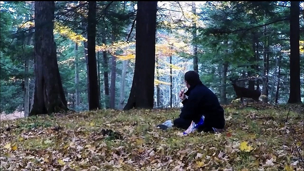 Cet homme attire des cerfs sauvages et les apprivoise en quelques heures