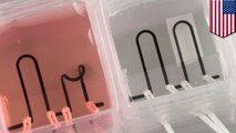 3D Chip Organ dapat mengakhiri uji lab pada hewan - Tomonews