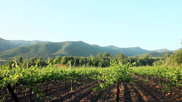 Codorníu presenta 456, el cava más caro del mundo