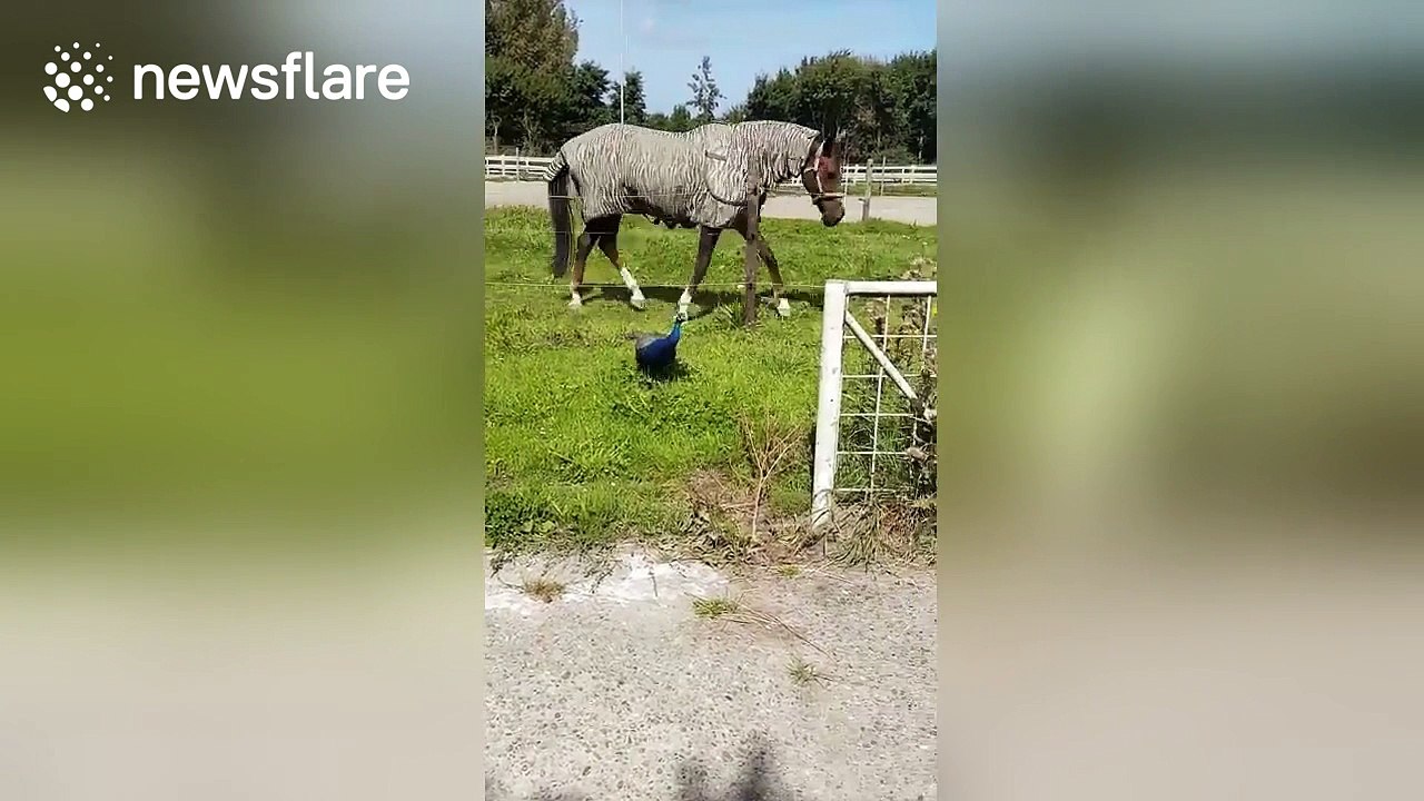 This horse hates peacocks