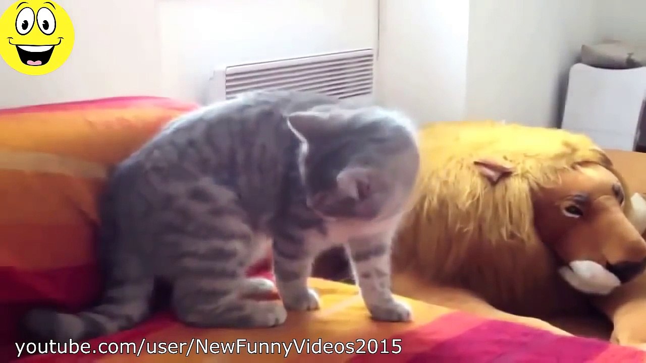 Funny Videos 2014 - Funny Cats - Funny Animals Compilation