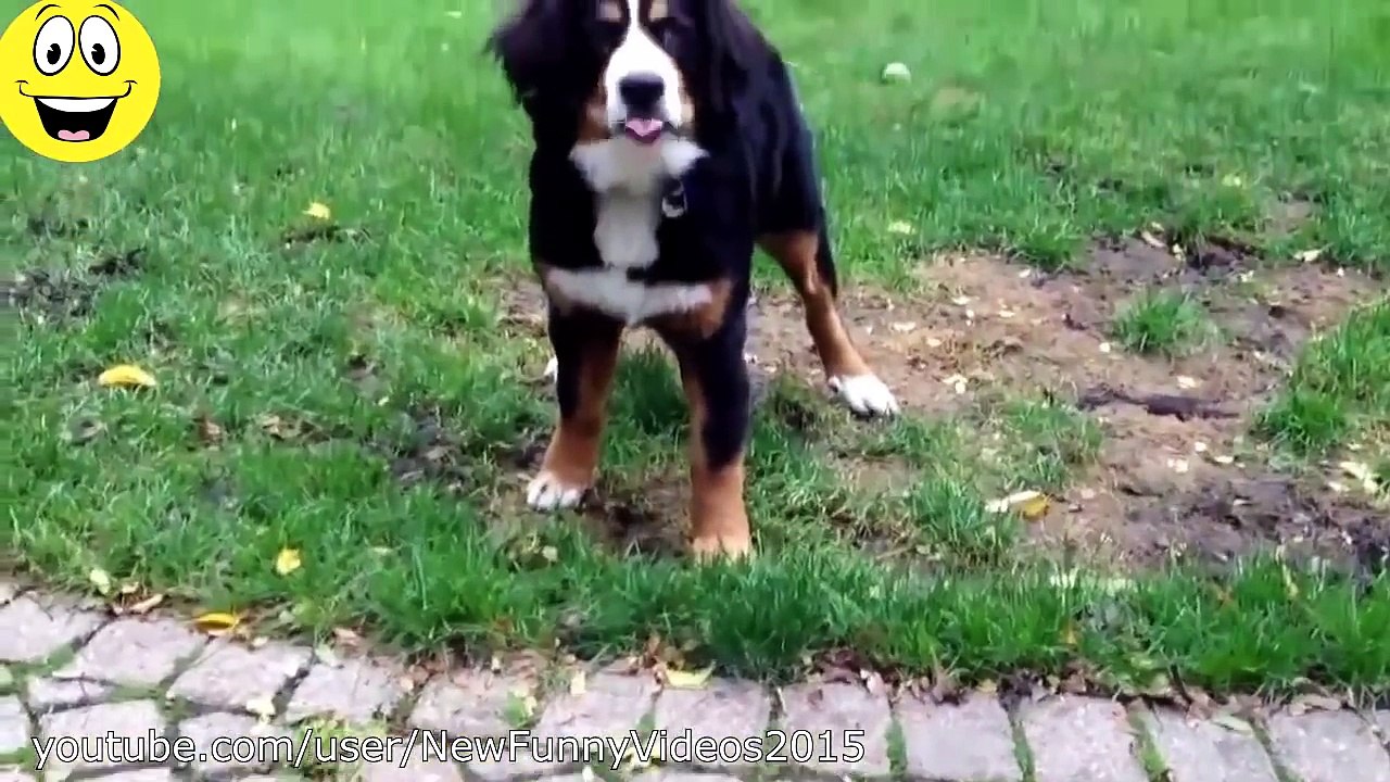 Best Funny Videos - Funny Cats and Dogs vs Lemons - Funny Animal Compilation