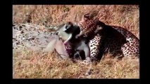 Lion vs Elephant - Leopard vs Gnu Compilation, Crocodile & Buffalo| Most Amazing Wild Anim