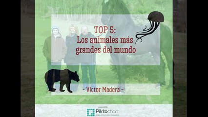Victor Madera TOP 5 Los animales más grandes del mundo