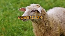 장안오피걸 (Opss1.com) 오피에스 장안휴게텔