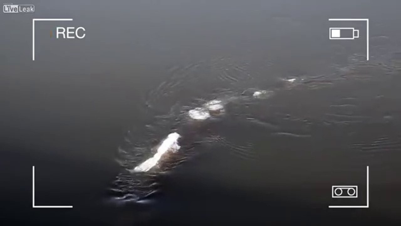 Le monstre du Loch Ness filmé en Alaska ?