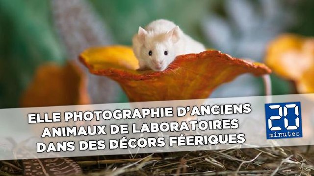 Sensibilisation : Elle photographie d’anciens animaux de laboratoires dans des décors féeriques