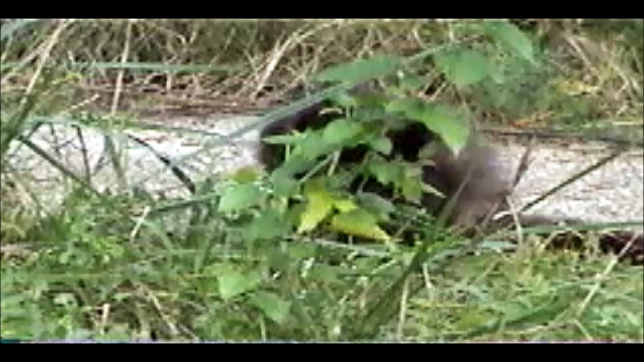 Hey, Watch These Stray Cats