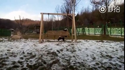 İlk Kez Kar Gören Panda Çılgına Döndü