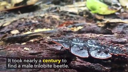 Daha Önce Görmediğiniz Garip ve Az Rastlanan Böcek