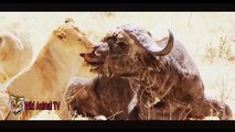 Animales increíbles Ataques En la Vida Real # León vs Buffalo y Cocodrilo vs Cebra, Gnu Parte 1
