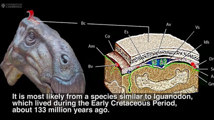 Le tout premier cerveau de dinosaure fossilisé