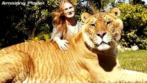 Il felino più grande del mondo si chiama Hercules e pesa ben 418 kg
