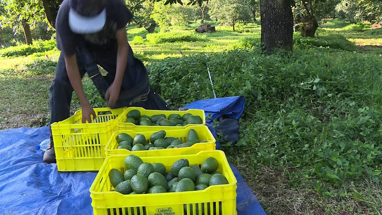 Mexique: des forêts dévastées par la "fièvre verte" de l'avocat