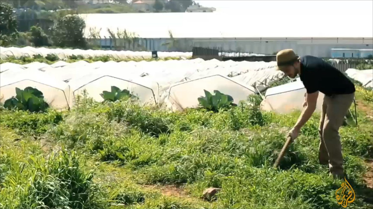 الزعتر وفوائده