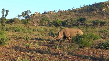 Rhino vs Lion Fight Most Amazing Wild Animal Attacks HD