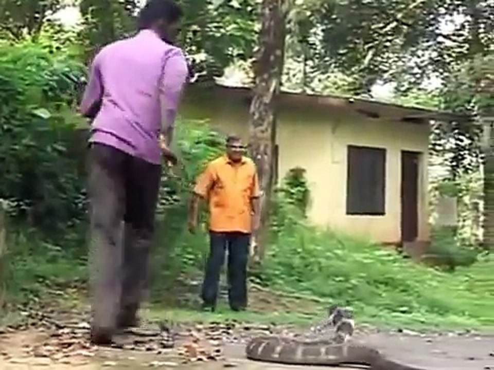 funny_video_2016_king_cobra_live_attached