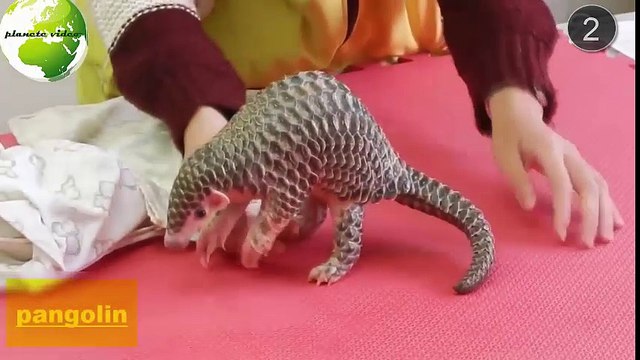 les animaux les plus etranges et rare du monde