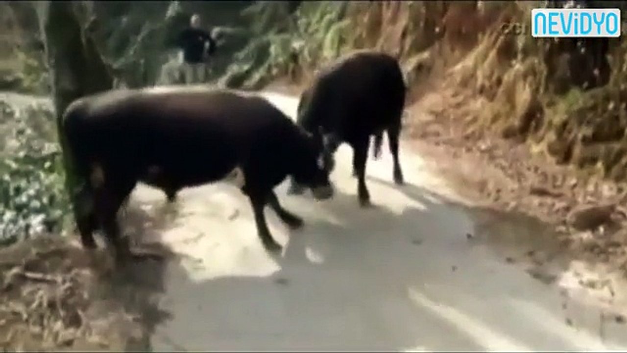 Rizelinin boğası kapıştığı boğayı yoldan aşağı attı